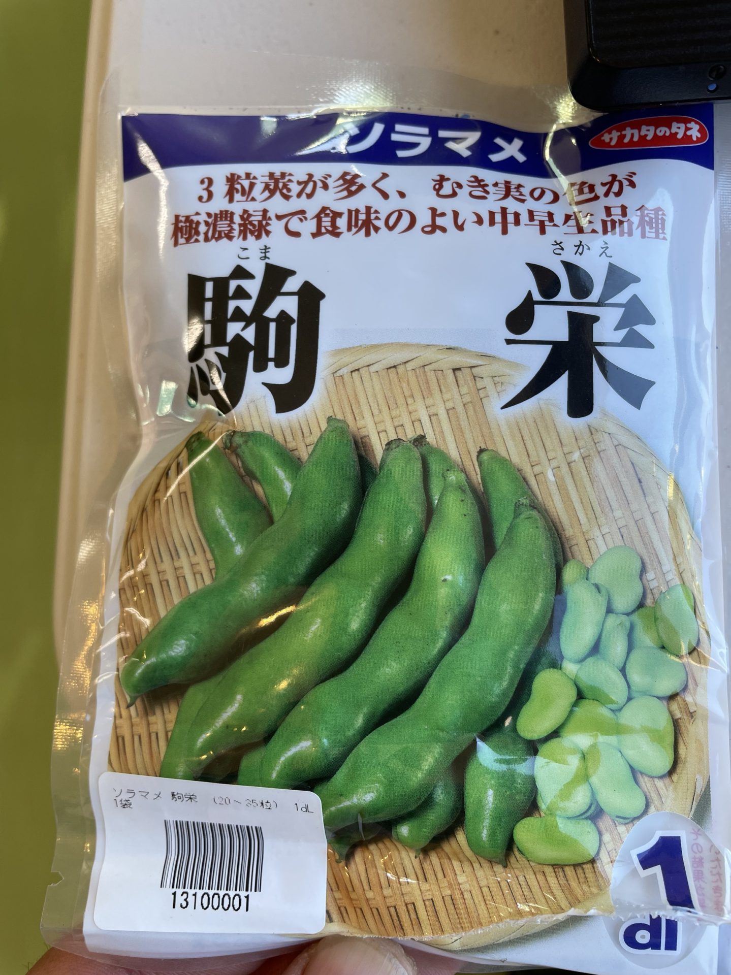 ソラマメ　240126